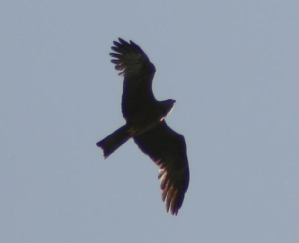 Alcune foto inequivocabili ... altre meno!